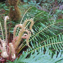 Large plant in the cold rainforest of the Parque Pumalin